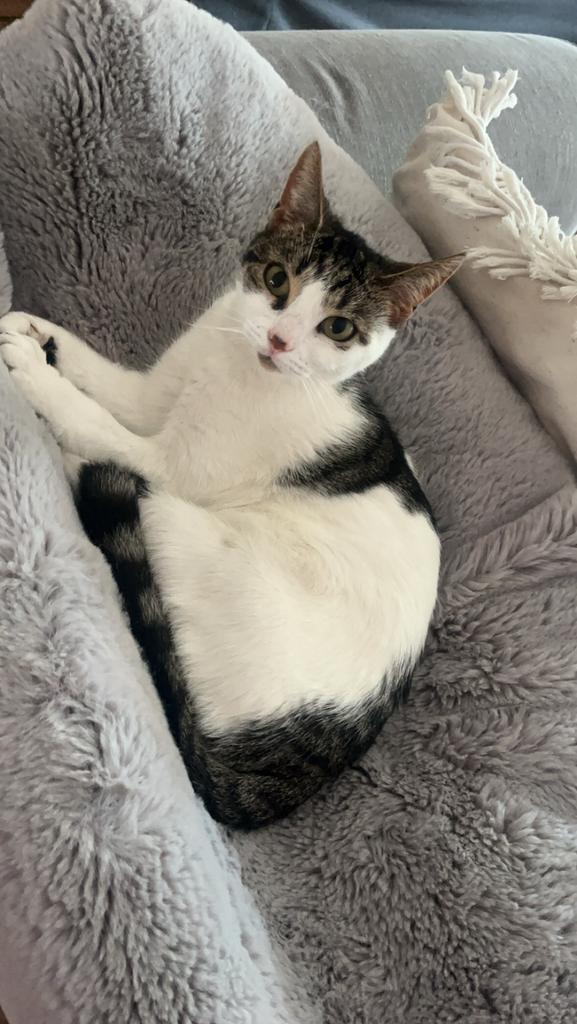 Poes 1 jaar  gratis af te halen, 0 tot 2 jaar