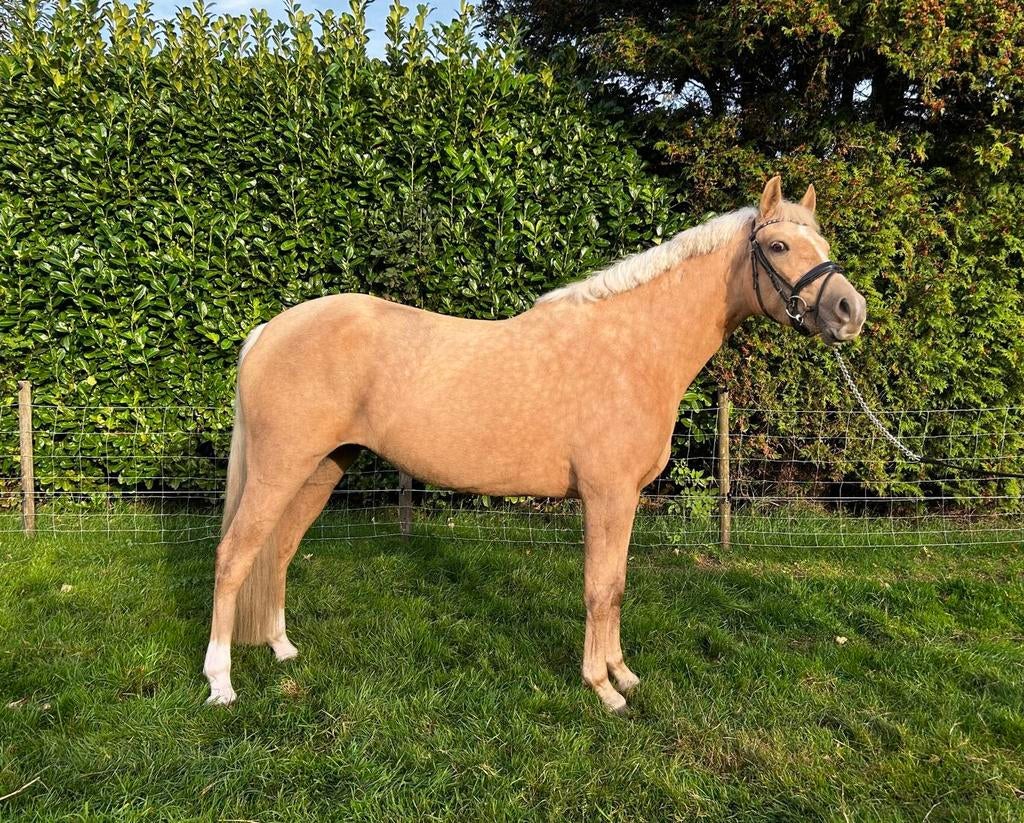 E-pony merrie, Zadelmak, 3 tot 6 jaar, Merrie, Gechipt