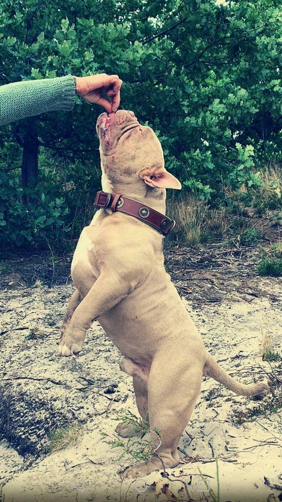American Bully Exotic lilac dekreu, Dieren en Toebehoren, België, Fokker | Hobbymatig, Reu, 1 tot 2 jaar