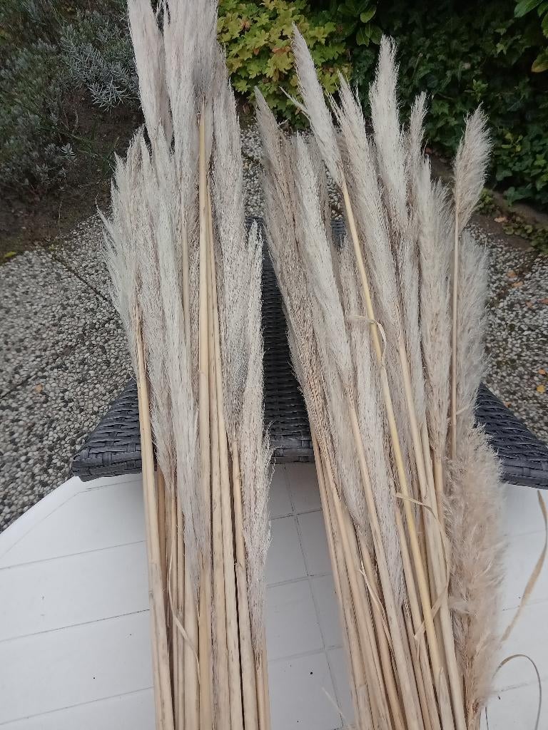 Pluimen siergras / PamPas gras, Ophalen