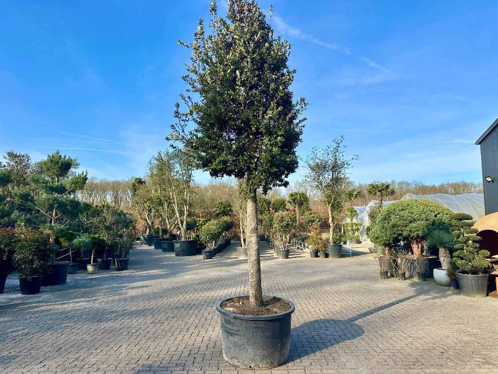 Steeneik 35/40 cm stamomtrek - Quercus ilex 35/40 te koop!!!, Zomer, 400 cm of meer, Volle zon, In pot