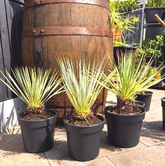 Winterharde Yucca Rostrata met  stam winterhard -20C, Ophalen, Overige soorten, Volle zon