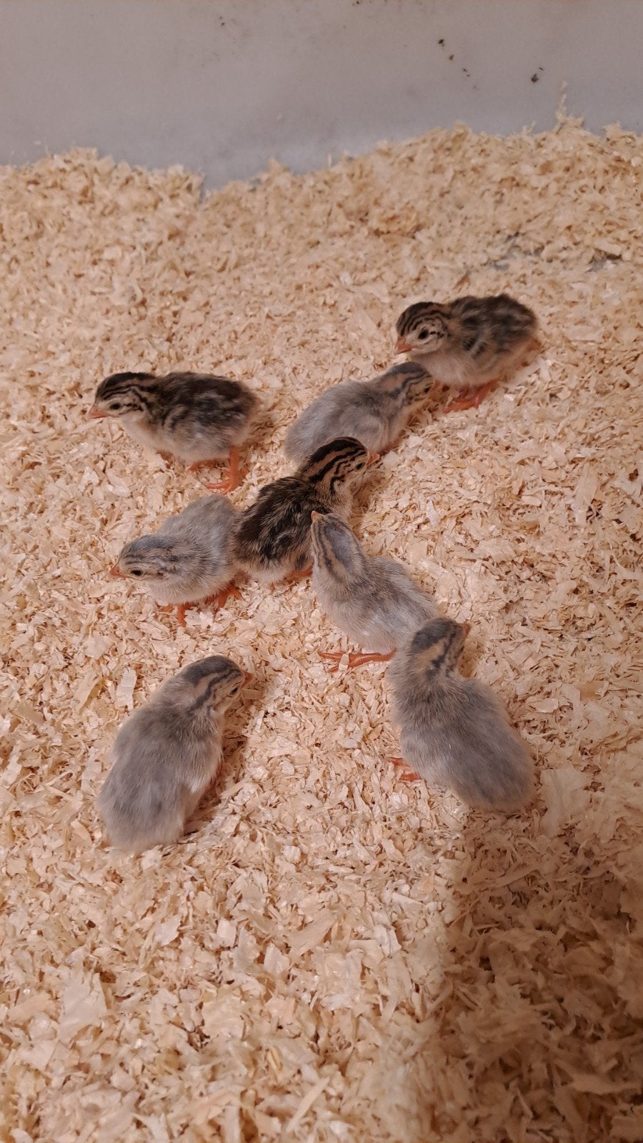 Parelhoenders kuikens, Dieren en Toebehoren, Geslacht onbekend, Overige soorten
