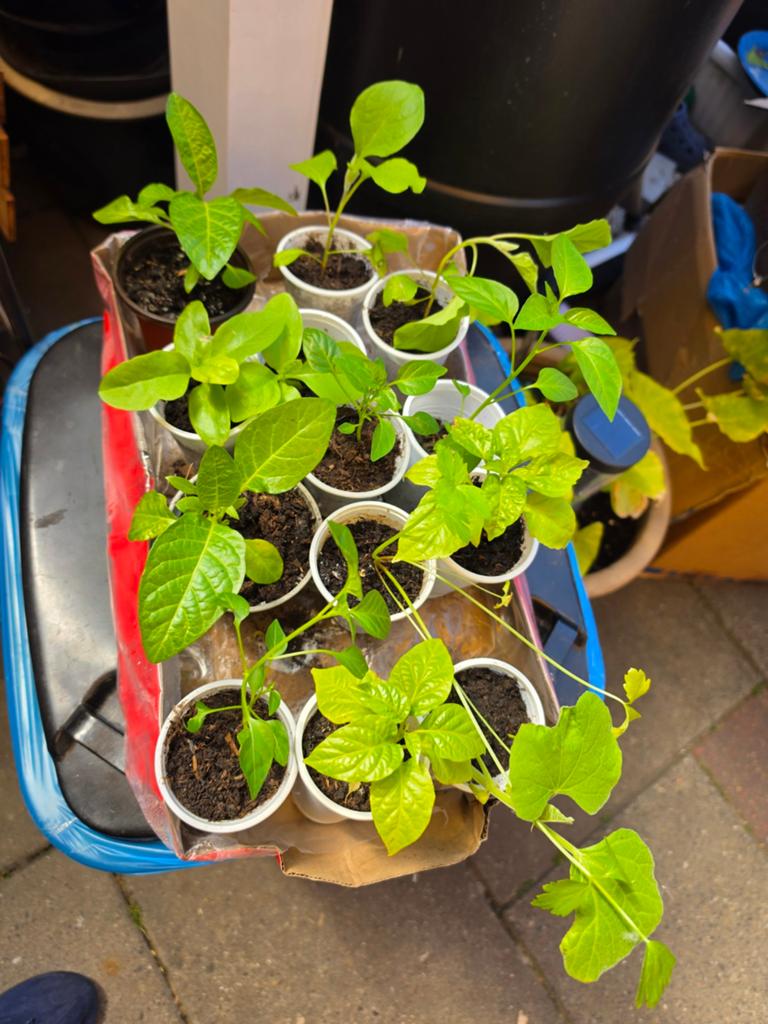 Diverse Surinaamse plantjes: Per plant., Ophalen, Volle zon, Groenteplanten, Eenjarig