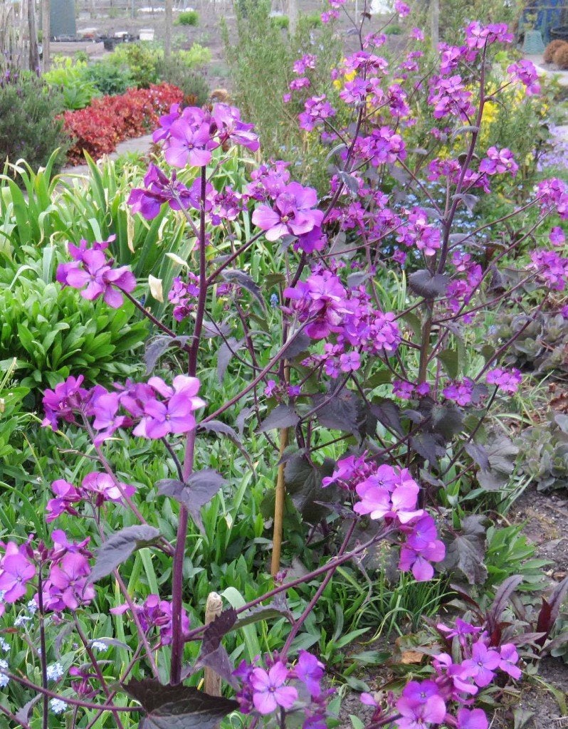 Vaste plant : Judaspenning  lilarood  2 euro, Volle zon, Vaste plant, Lente, Ophalen