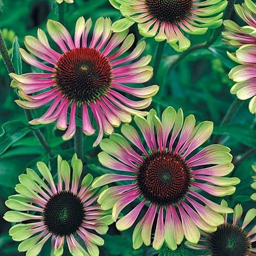 Zaden Echinacea Green Twister, Ophalen of Verzenden, Volle zon