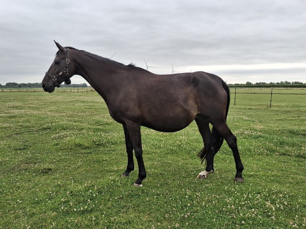 Fok merrie totilas x de Niro, Dieren en Toebehoren, Paarden, Merrie, 160 tot 165 cm, 11 jaar of ouder, Recreatiepaard, Met stamboom