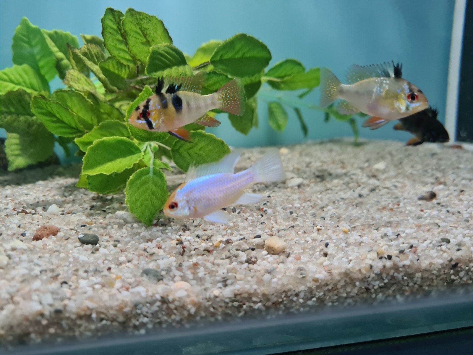 Ramirezi electric blue orange headcichliden , dwergcichliden, Dieren en Toebehoren, Vissen | Aquariumvissen, Vis, Zoetwatervis