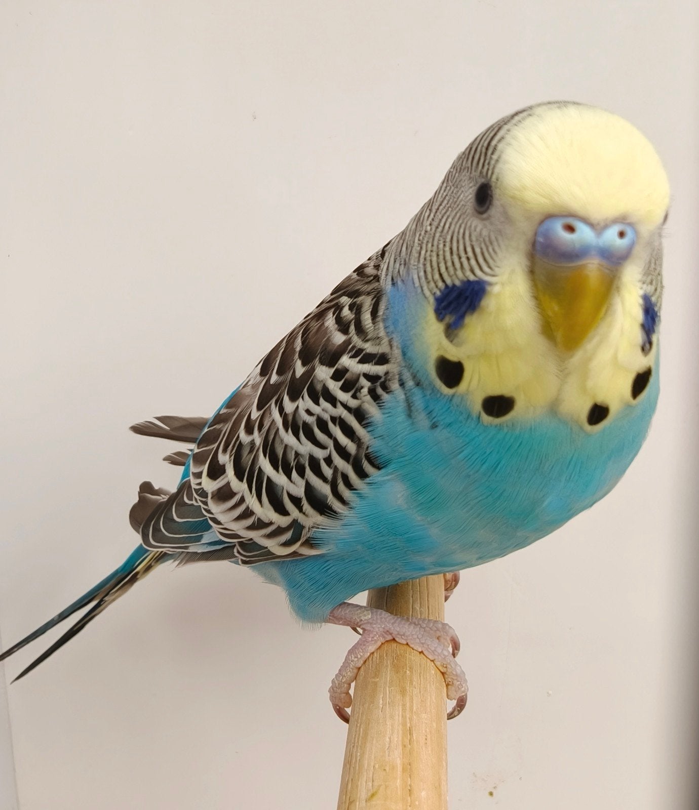 turkoois man