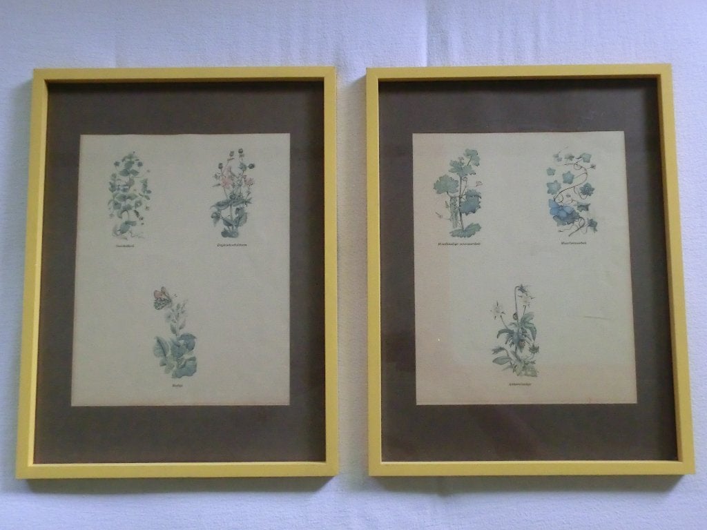2 ingelijste antieke plant/bloemen afbeeldingen, Natuur, Gebruikt, Ophalen of Verzenden, Voor 1940