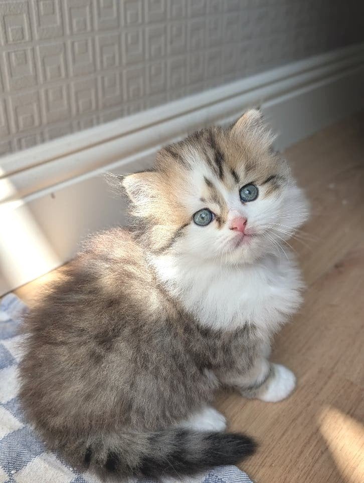 Britse kittens raszuiver black golden tabby & white, Dieren en Toebehoren, Katten en Kittens | Raskatten | Langhaar, Meerdere dieren