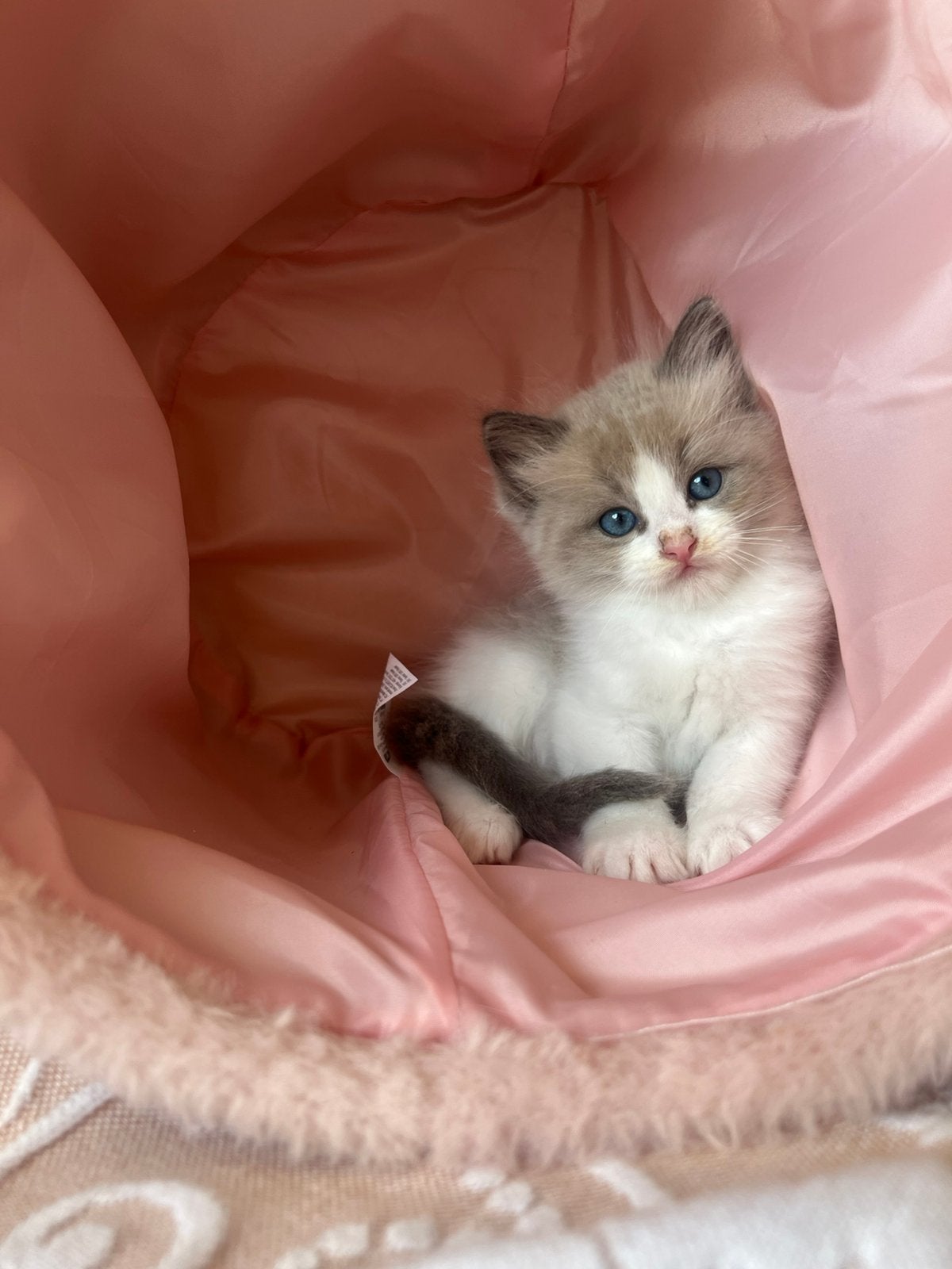 Prachtige Ragdoll kittens met speciale kleuren (Update), Meerdere dieren, Gechipt