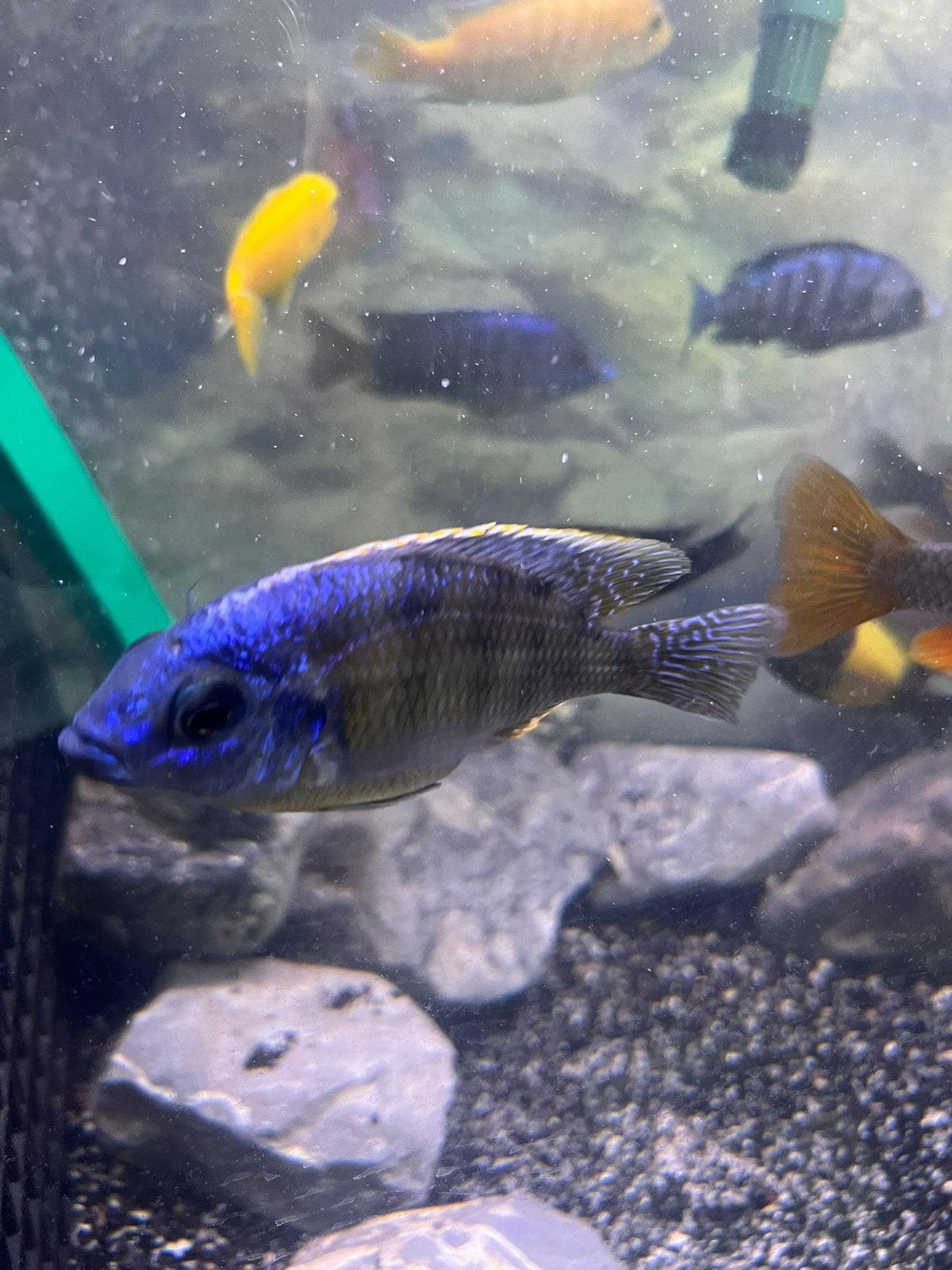 Malawi chiclide, Dieren en Toebehoren, Vissen | Aquariumvissen, Vis