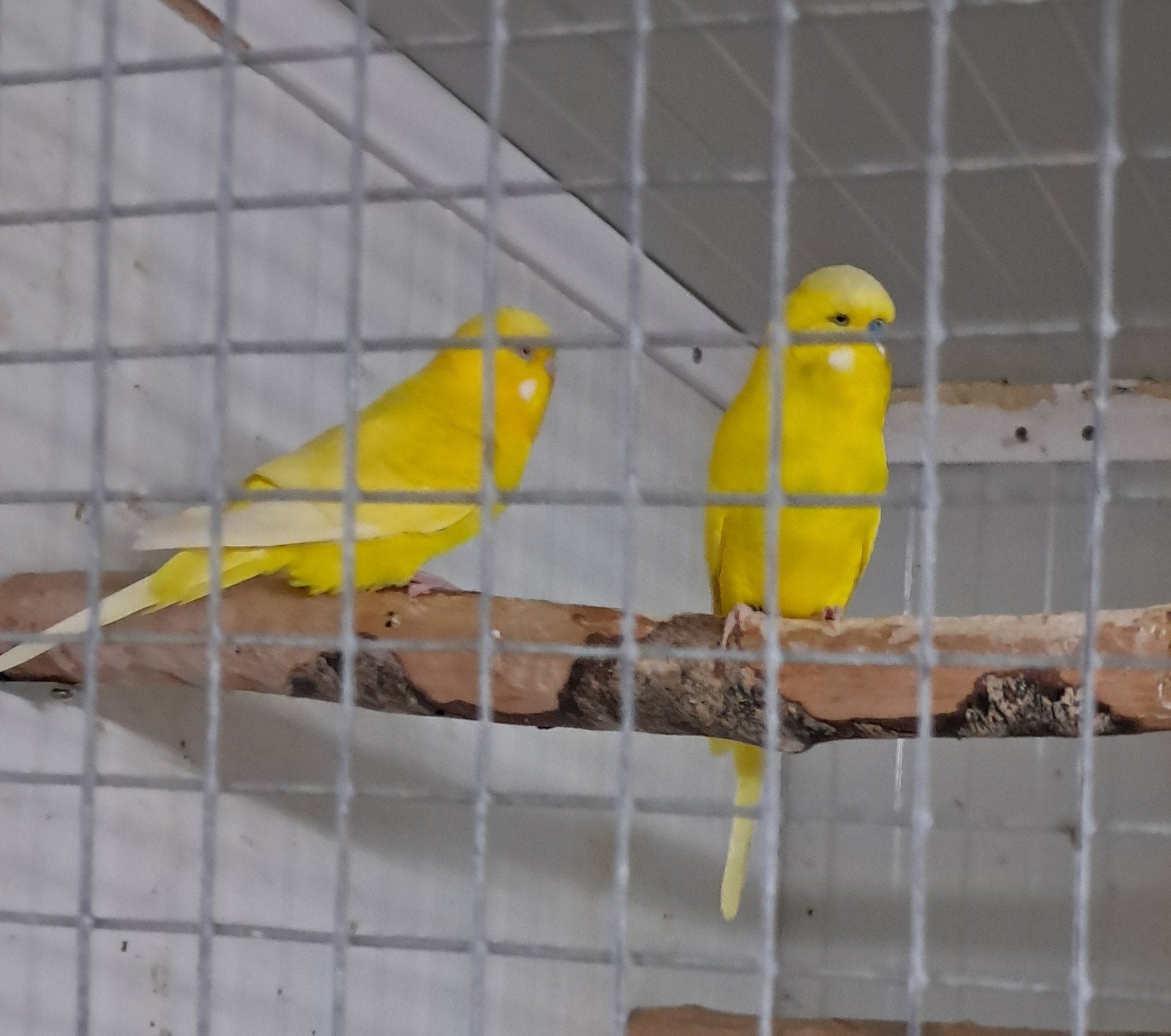 engelse grasparkieten, Meerdere dieren, Parkiet
