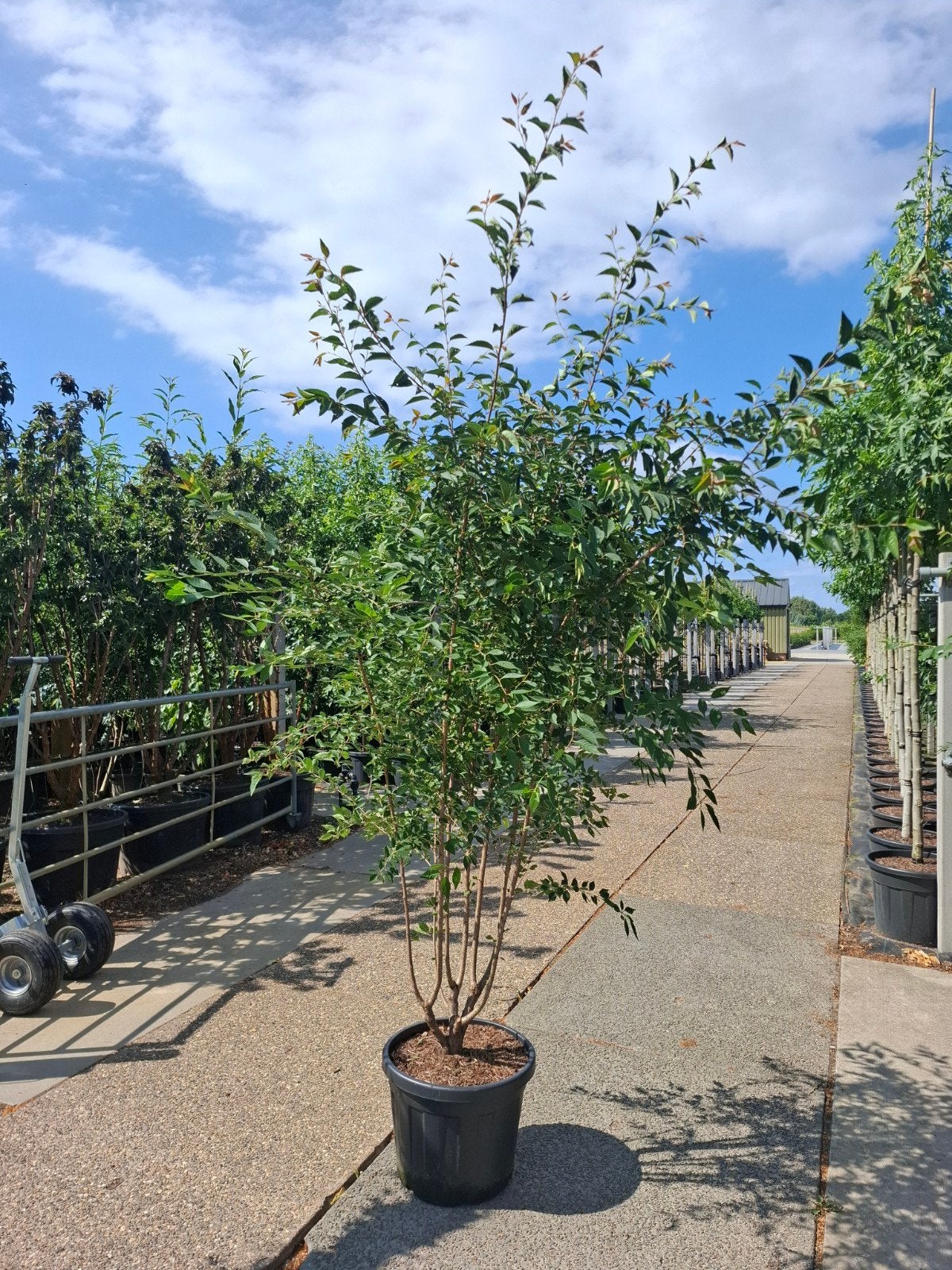 Japanse sierkers prunus the bride, Overige soorten, Lente, Ophalen, Volle zon