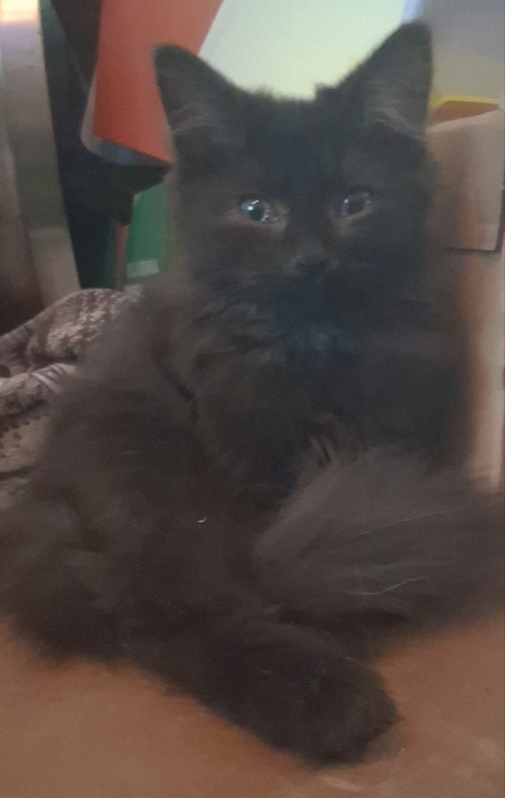 kruising Perzische kittens, Dieren en Toebehoren, Katten en Kittens | Raskatten | Langhaar, Meerdere dieren, Ontwormd, 0 tot 2 jaar