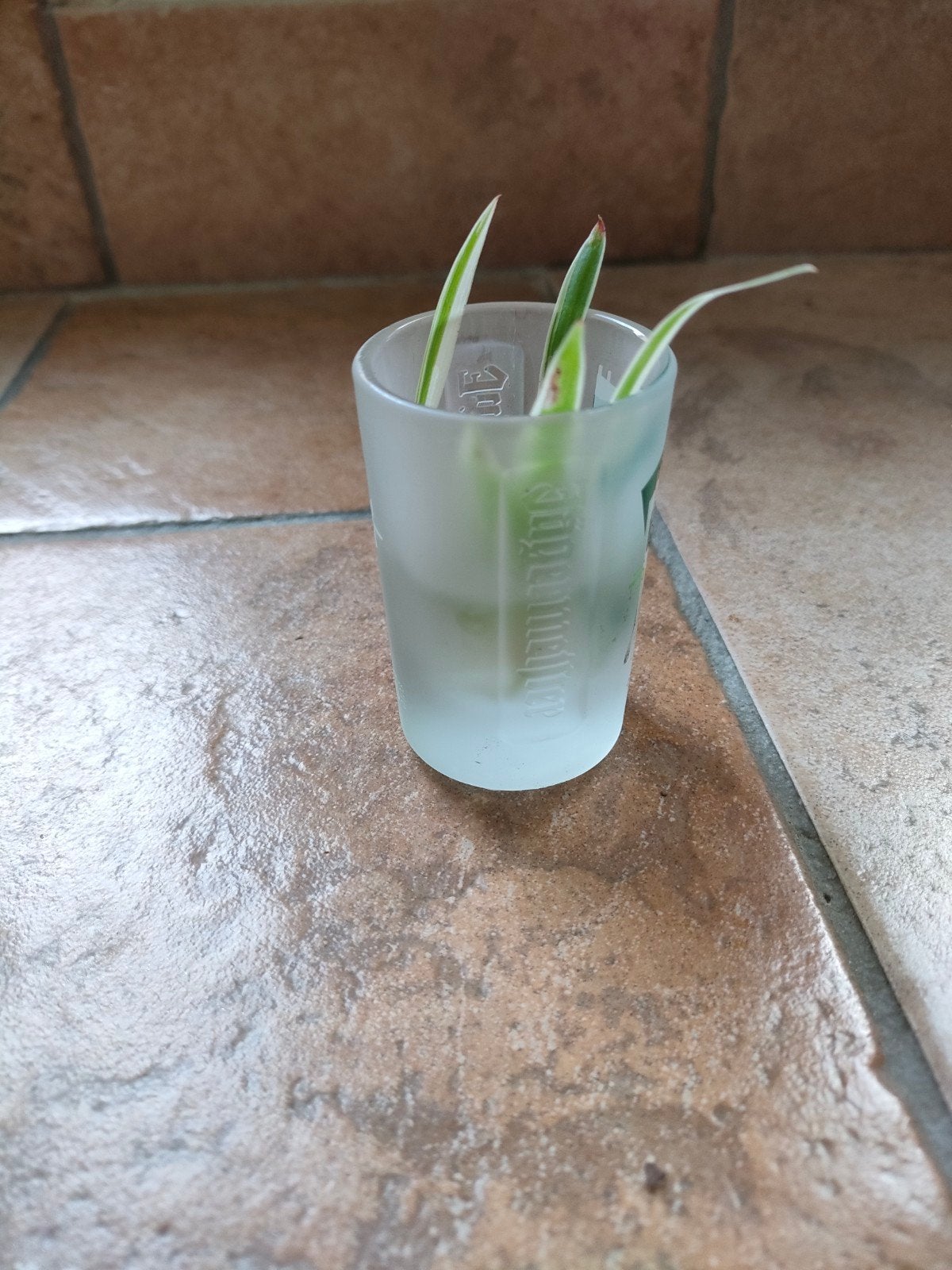 Graslelie stekje in water (wortels zichtbaar), Ophalen, Overige soorten, Halfschaduw, Minder dan 100 cm