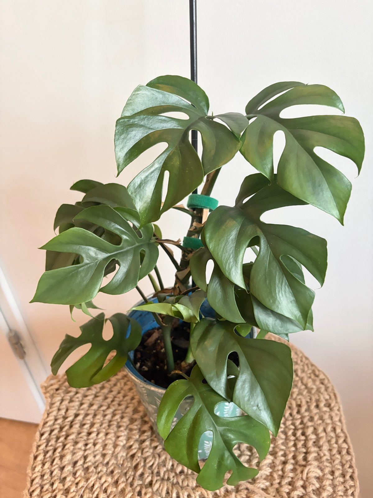 Monstera Minima (Rhaphidophora Tetrasperma) in pot, Ophalen, Overige soorten, Halfschaduw, In pot