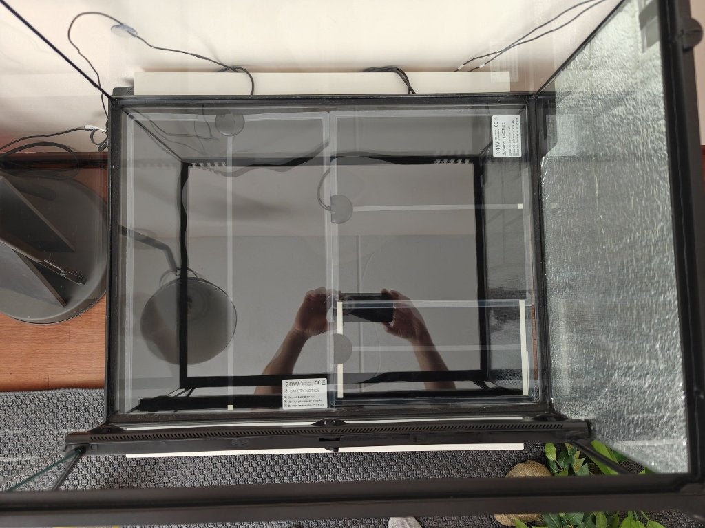 Luipaard gekko inclusief terarrium Leopard Gecko photo 17