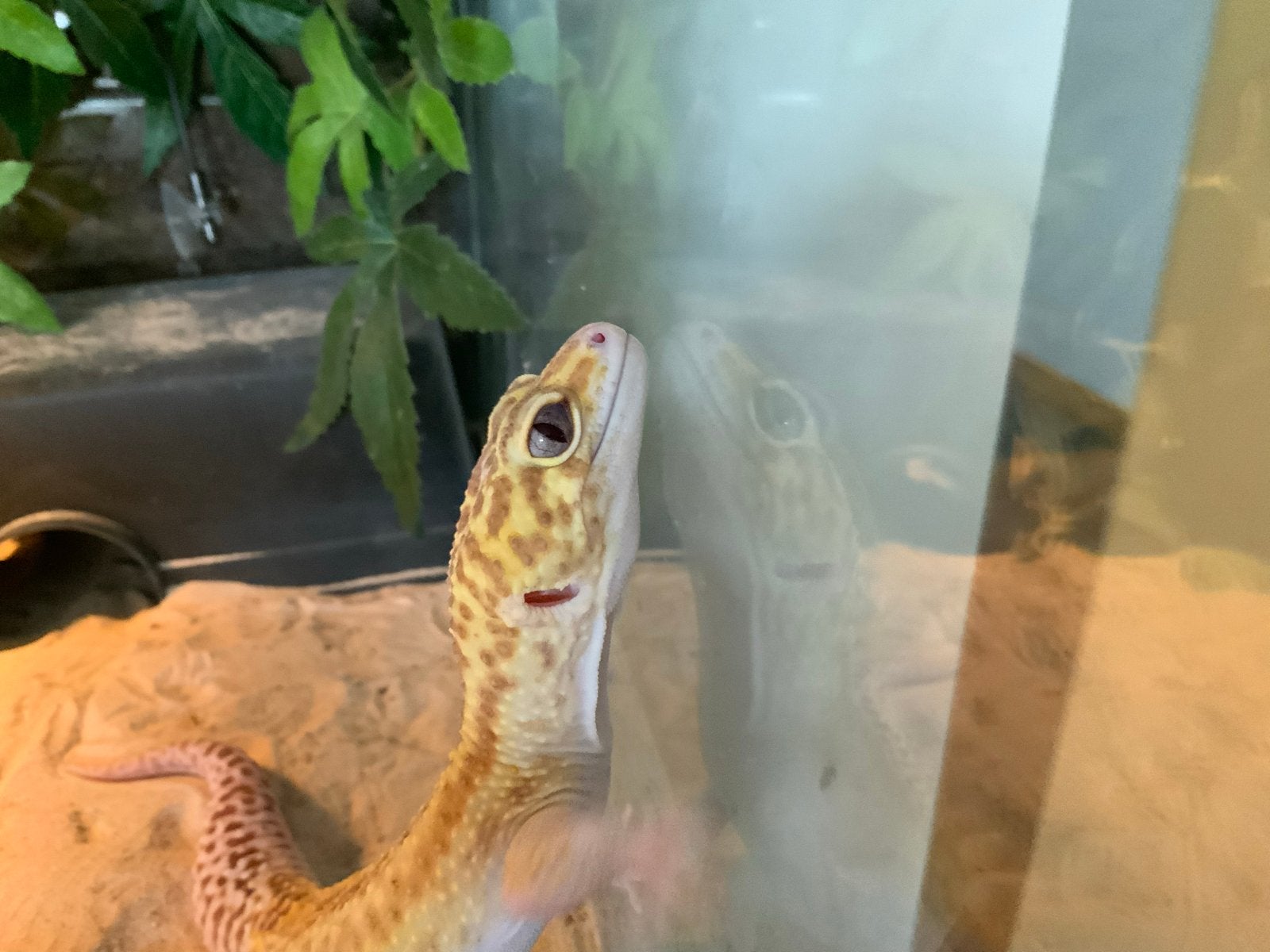 Luipaard gekko / Leopard gecko Tremper Albino Het Eclipse, Dieren en Toebehoren, Hagedis, Tam, 3 tot 6 jaar