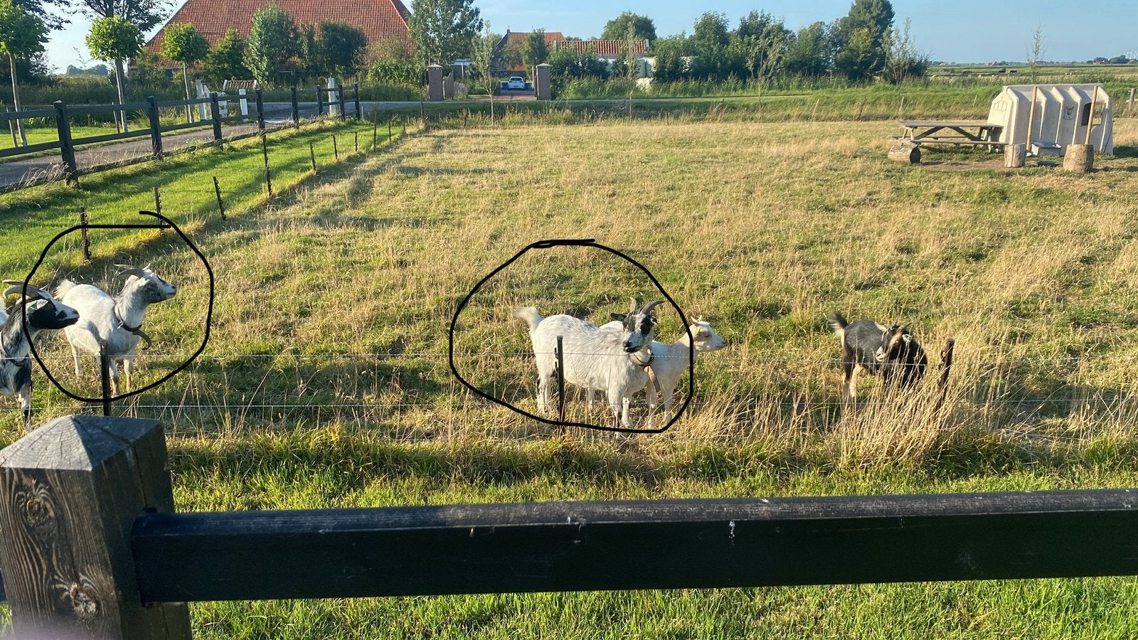 2 Geiten Te Koop, Vrouwelijk, Geit
