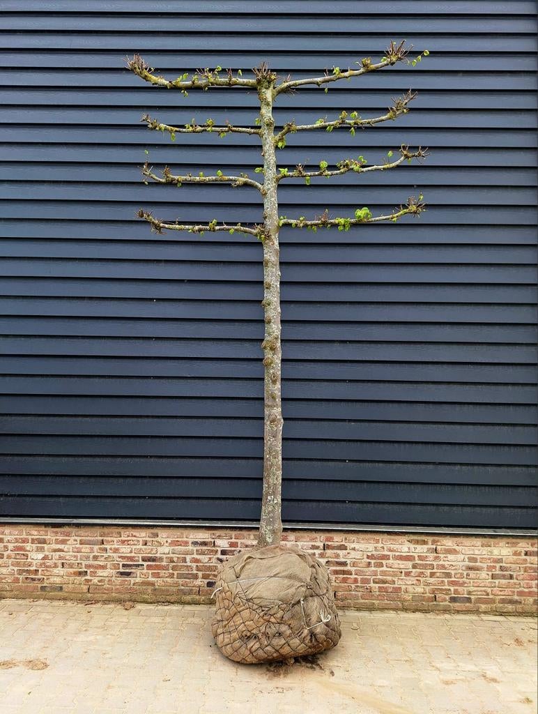 Tilia 'Pallida'❗️🌿voorgeleide Leilinde️🍀❗️ Koningslinde 🌳, Tuin en Terras, Planten | Bomen, Ophalen, Volle zon, Overige soorten
