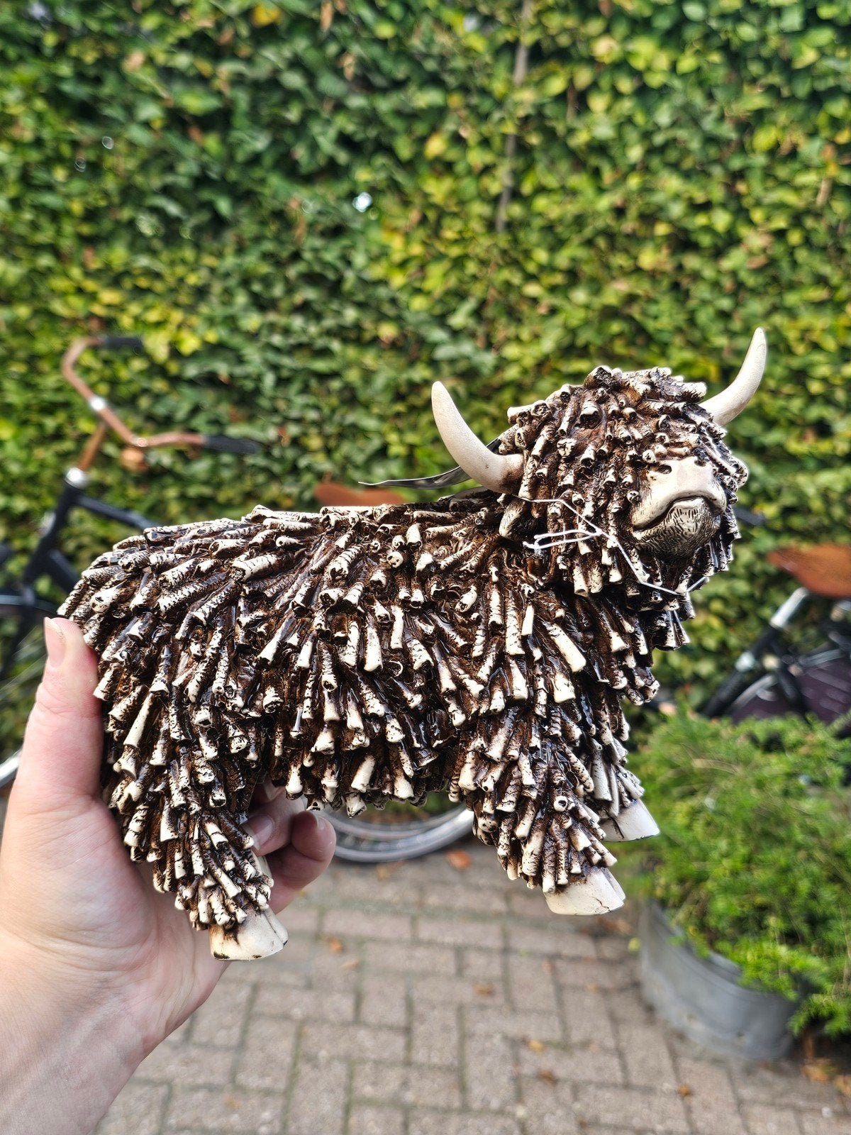 Prachtig Schotse Hooglander beeld, Ophalen of Verzenden, Nieuw