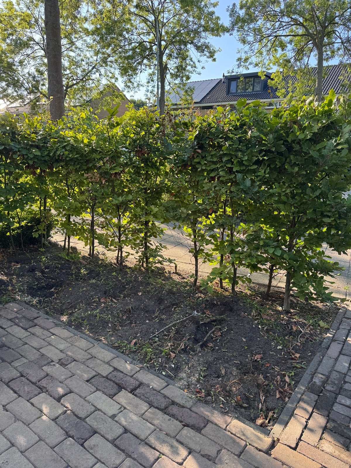 67x Beukenhaag te koop!, Ophalen, Beukenhaag, Haag, 100 tot 250 cm