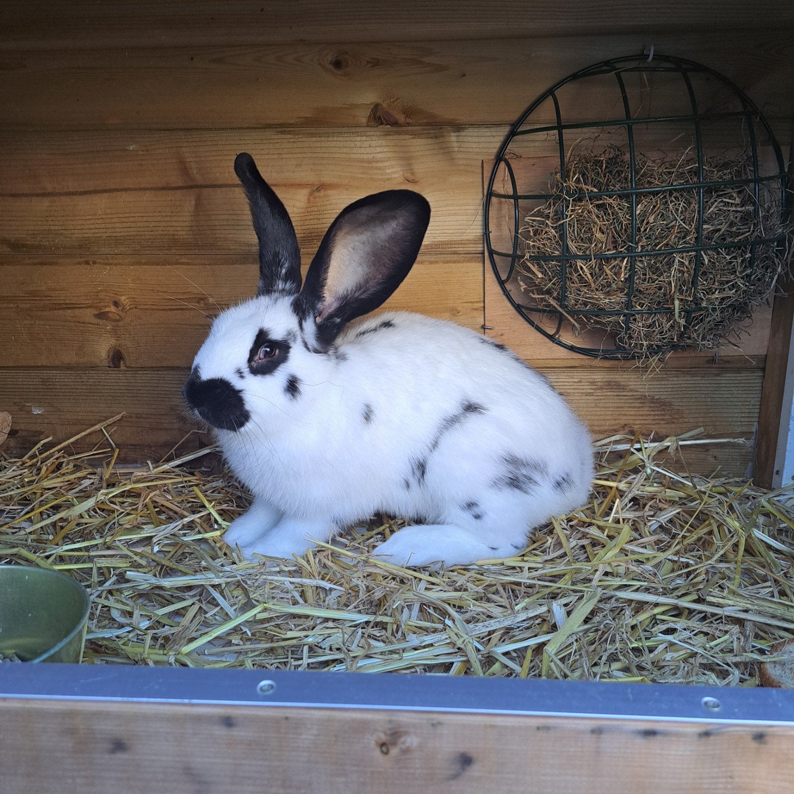Kruising Lotharinger/ Vlaamse reus, Dieren en Toebehoren, Mannelijk, Groot, 0 tot 2 jaar