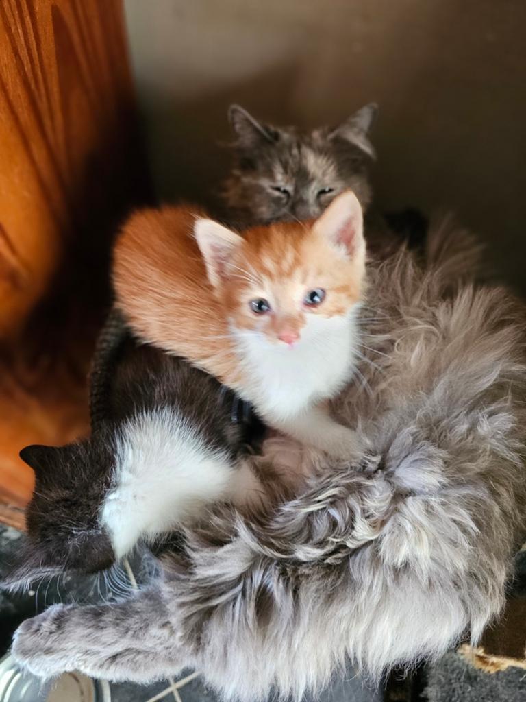 1kitten van een langhaar poes.zwart wit poesje, Dieren en Toebehoren, Katten en Kittens | Overige Katten, Meerdere dieren, Kortharig