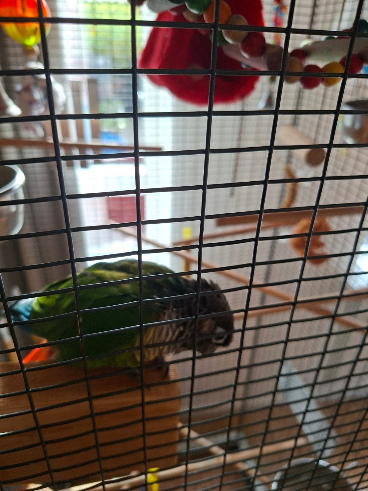Pyrrhura vogel (thicko), Tropenvogel, Tam