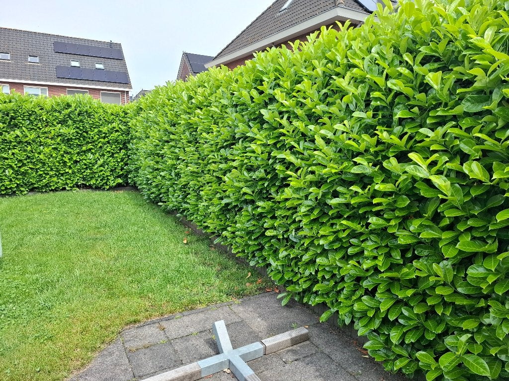 Laurierhaag ongeveer 12-13 meter, Tuin en Terras, Planten | Struiken en Hagen, Ophalen, Laurier, Haag, 100 tot 250 cm
