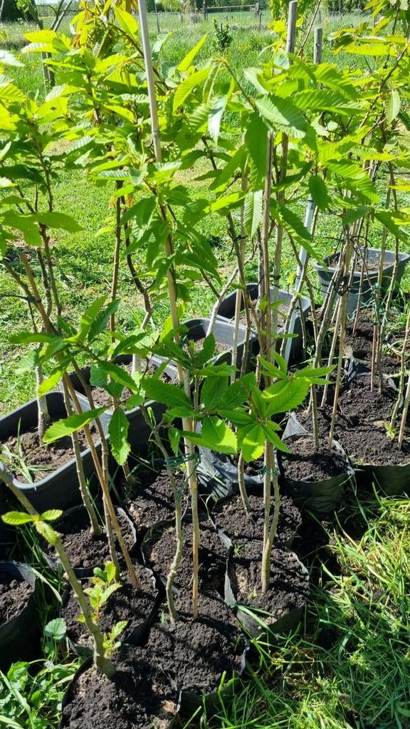 Tamme kastanje, 100cm, in pot, Bloeit niet, Minder dan 100 cm, Ophalen, Volle zon