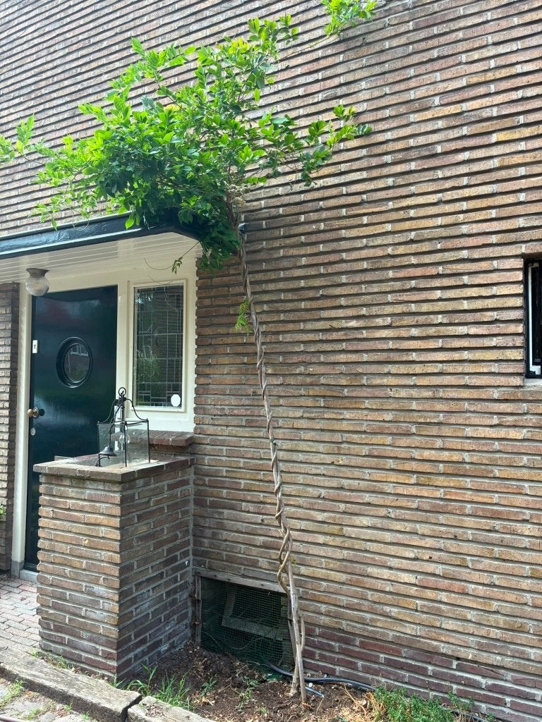 Tuinplant Wisteria Sinensis Prolific - Blauwe Regen - 275 cm, Tuin en Terras, Ophalen, Volle zon, Vaste plant, Klimplanten