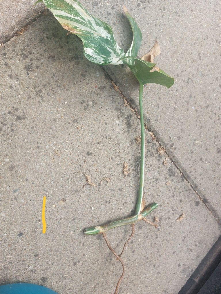 Monstera variegata stek nr1, Huis en Inrichting, Kamerplanten, Overige soorten, Minder dan 100 cm, Groene kamerplant, Halfschaduw