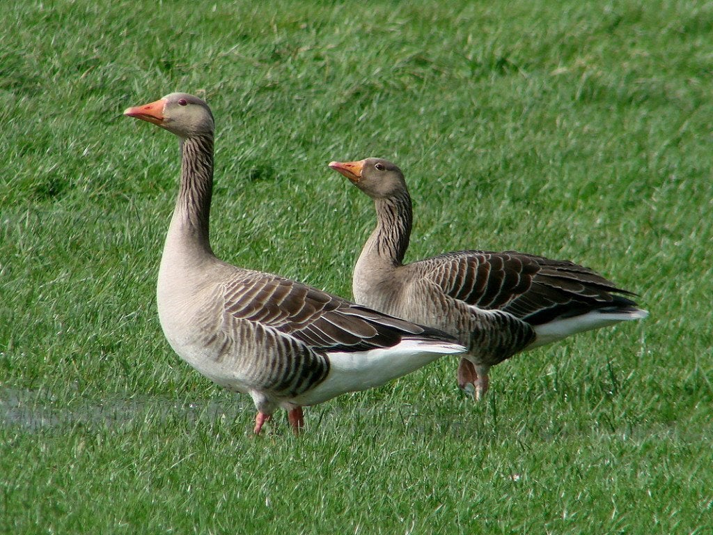 gevraagd; ganzen en eenden voor op bosperceel met vijvers, Meerdere dieren, Gans of Zwaan