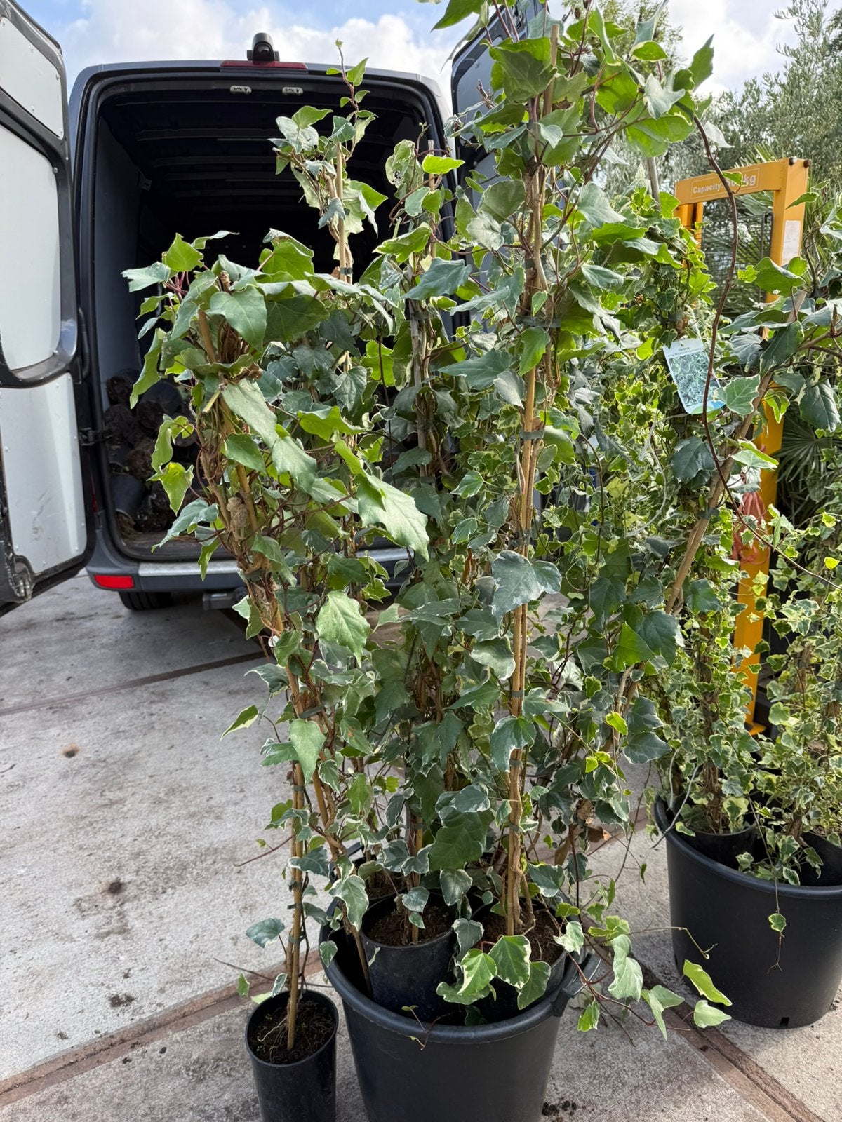 Stunt parij 150 stuks hedera gloire marengo 150cm + pst 4,95, Tuin en Terras, Ophalen, Vaste plant, Bloeit niet, Halfschaduw