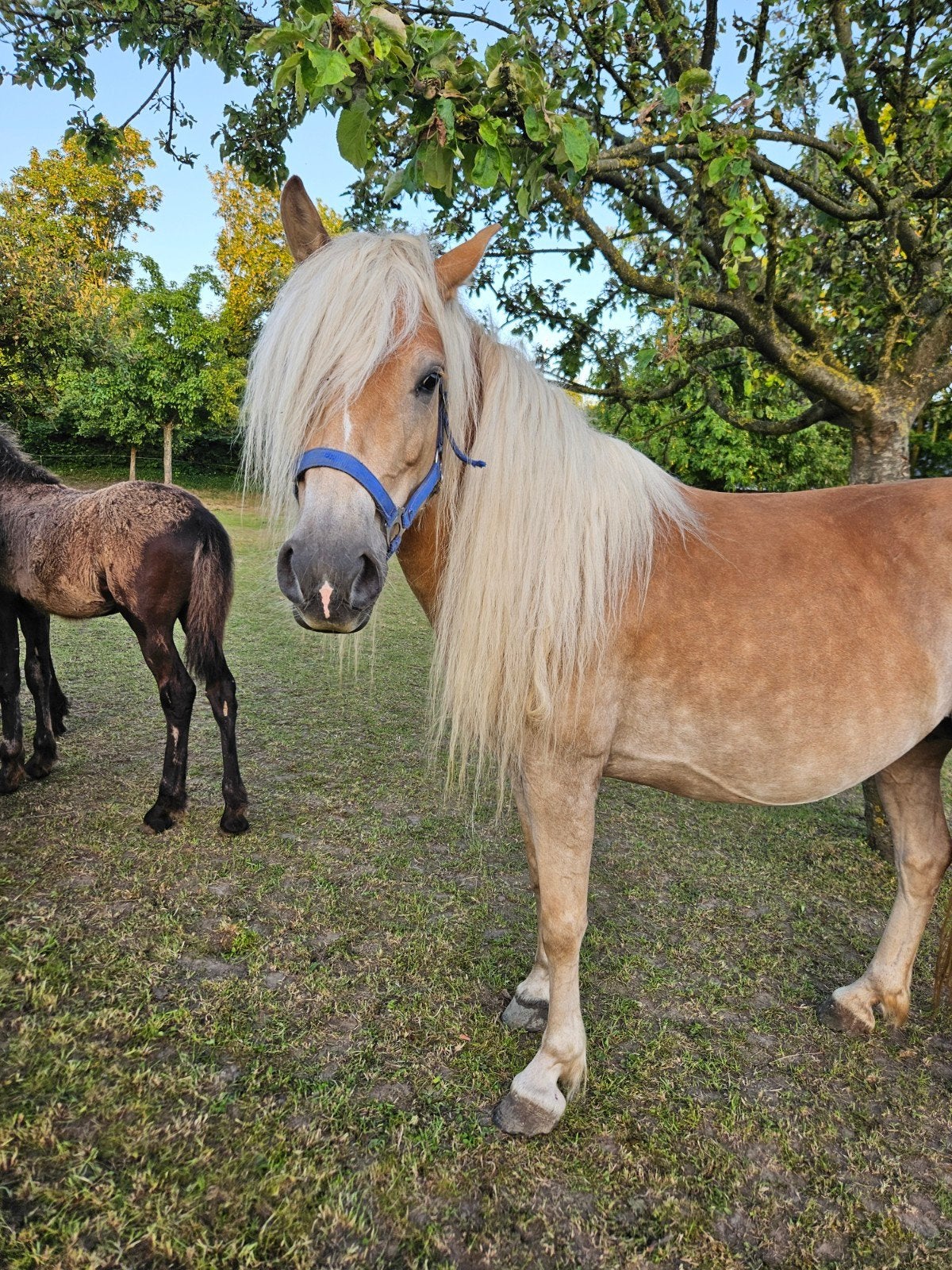 Haflinger merrie, drachtig, Merrie, Met stamboom, 3 tot 6 jaar, Onbeleerd