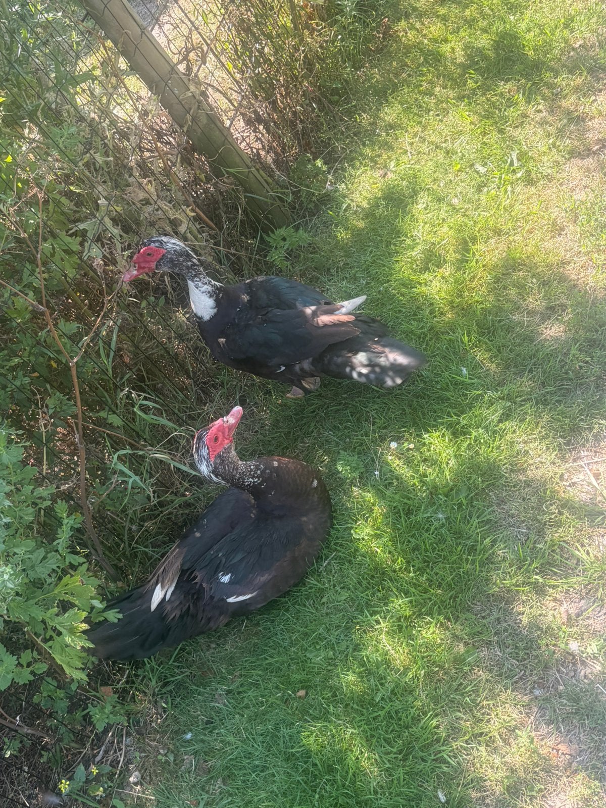 Muskus eend mannen 2025, Dieren en Toebehoren, Pluimvee, Mannelijk, Eend