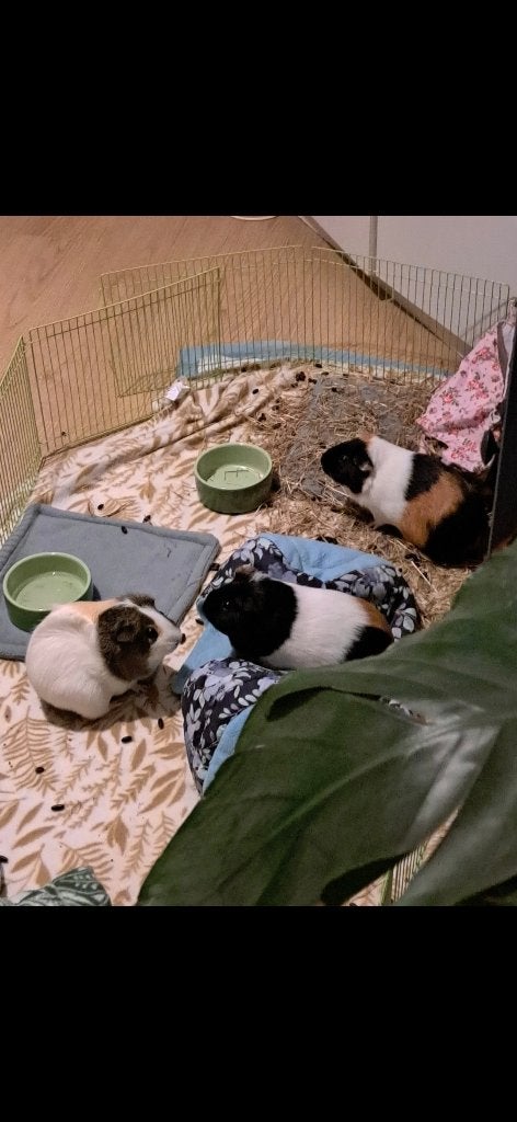 4 lieve cavia's zoeken een nieuw huisje, Cavia, Augustus, Meerdere dieren, Tam