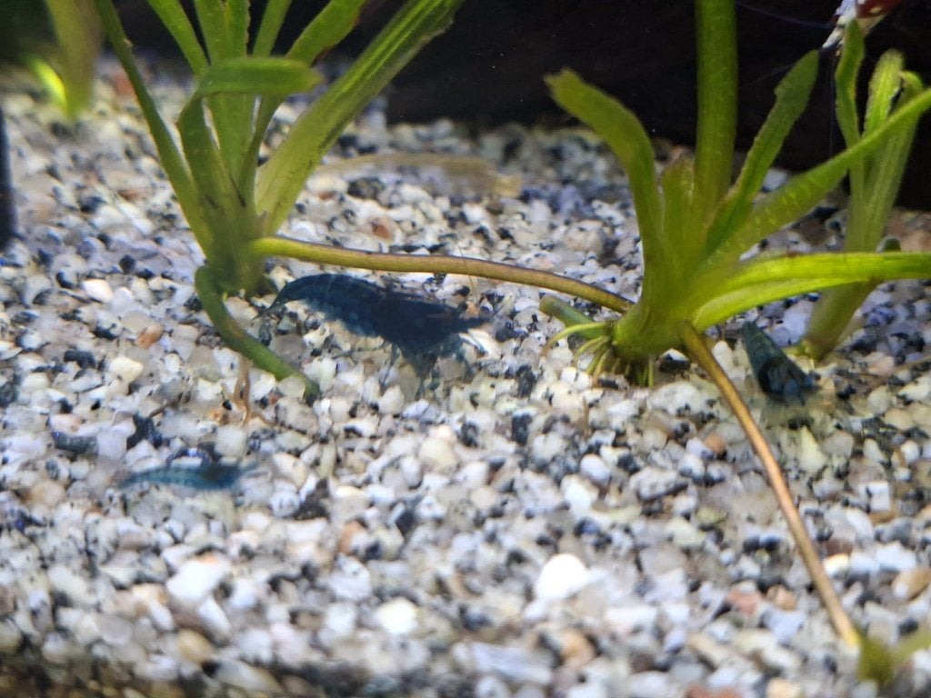 Blauwe neo garnalen, Dieren en Toebehoren, Vissen | Aquariumvissen, Kreeft, Krab of Garnaal, Zoetwatervis