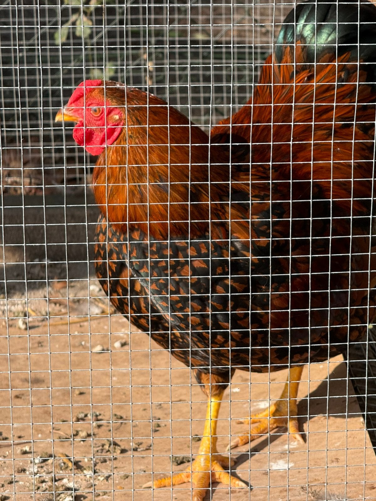 Wyandotte haan kriel goud blauw gezoomd 16 wk oud, Dieren en Toebehoren, Pluimvee, Vrouwelijk, Kip