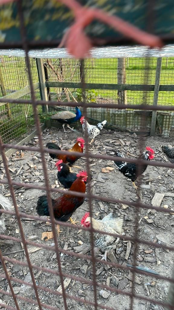 Pauw tekoop, Dieren en Toebehoren, Pluimvee