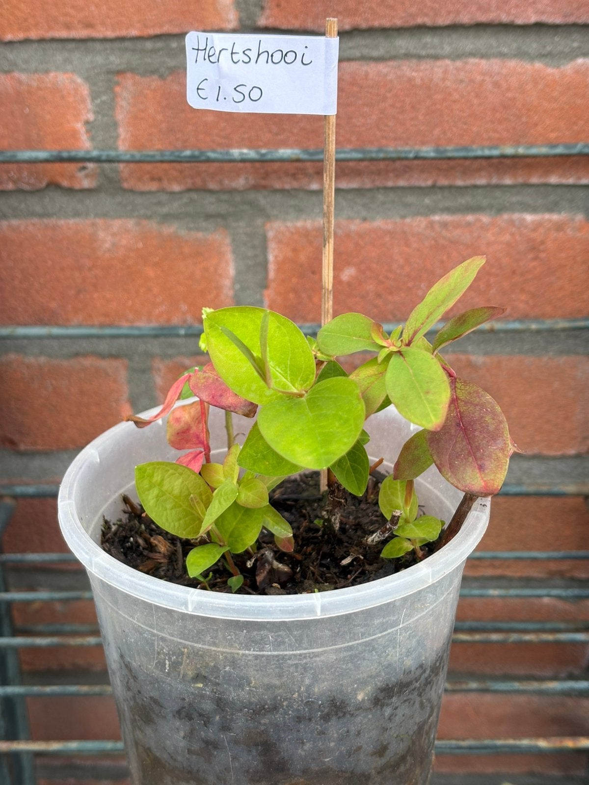 Hertshooi, Tuin en Terras, Planten | Bomen, Ophalen, Halfschaduw, Overige soorten, Minder dan 100 cm
