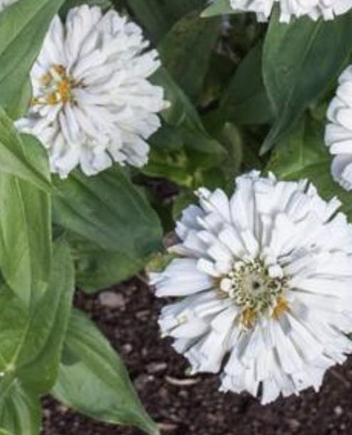 Zinnia Cactus wit, Tuin en Terras, Bloembollen en Zaden, Ophalen of Verzenden, Volle zon