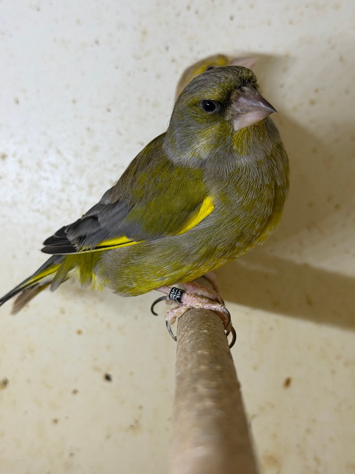 Prachtig koppel Schotse Groenlingen, Dieren en Toebehoren, Meerdere dieren, Wildzangvogel, Geringd