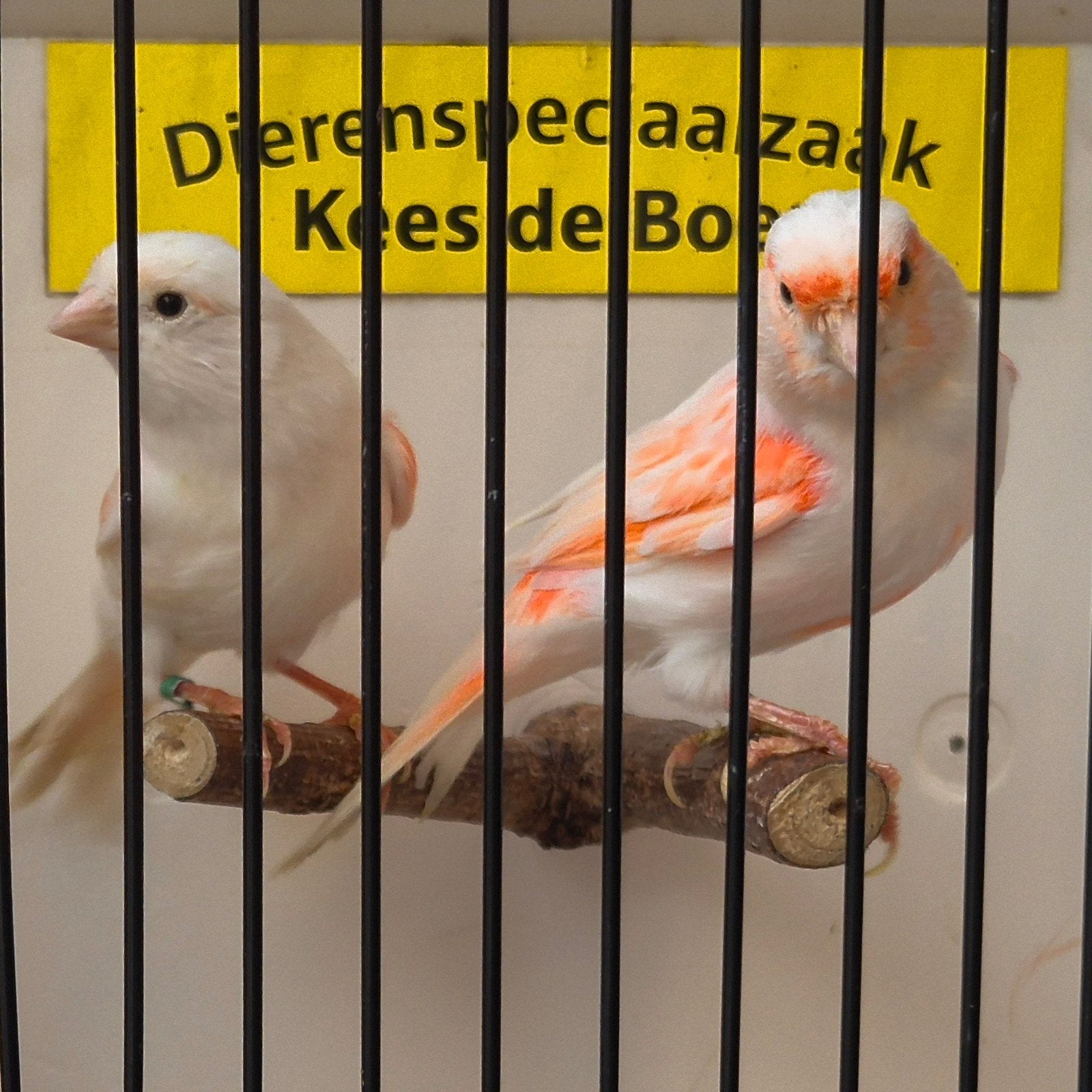rood mozaïek kanaries