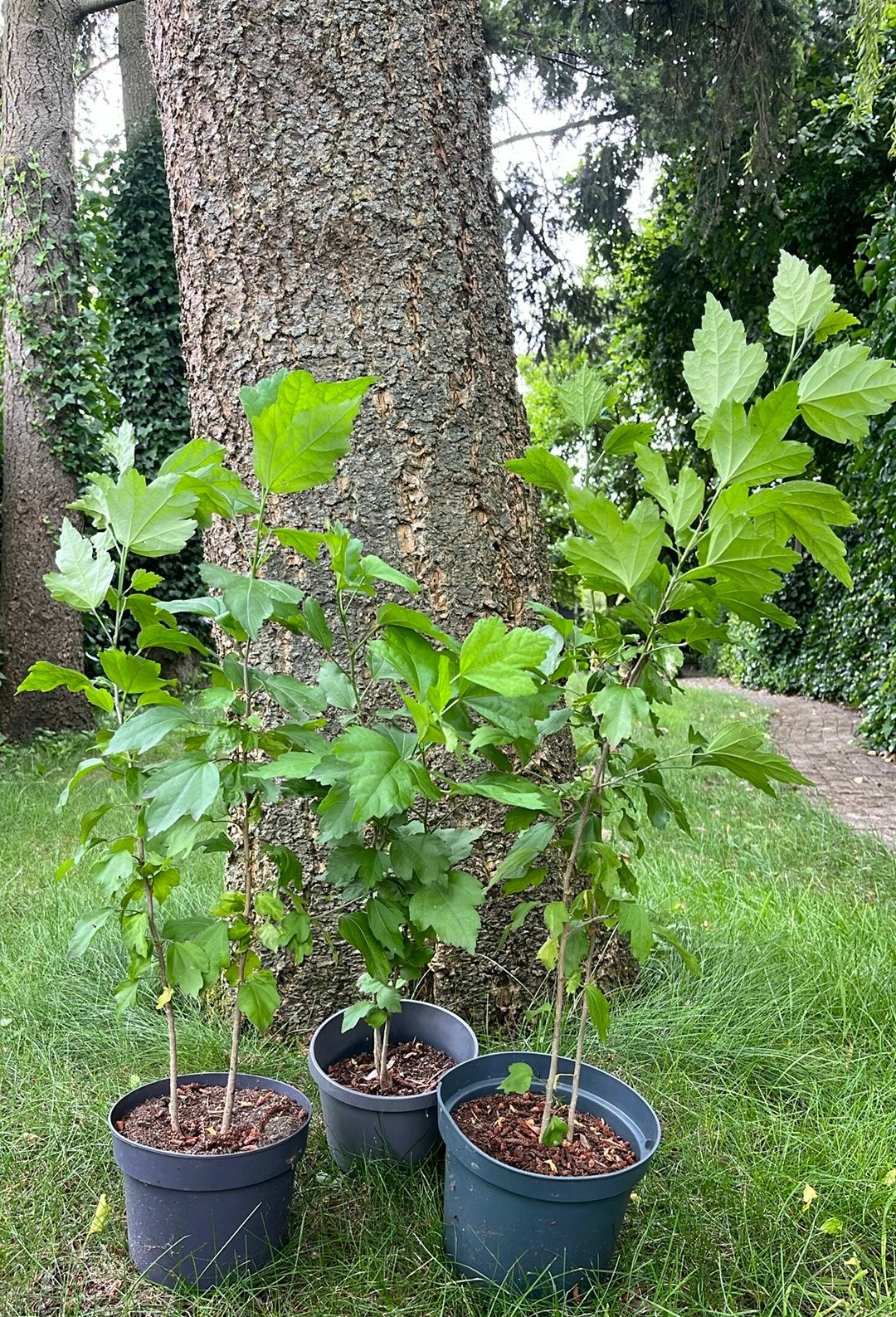 Blauwpaarse Hibiscus in biologische aarde, Volle zon, Vaste plant, Zomer, Ophalen