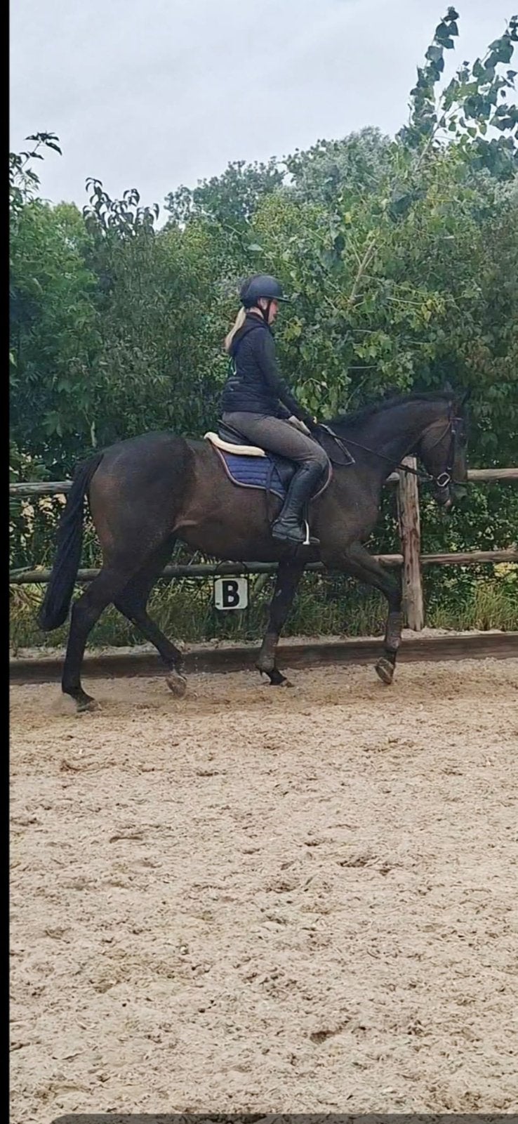#twee 5-jarige paarden#, Merrie, Dressuurpaard, 3 tot 6 jaar
