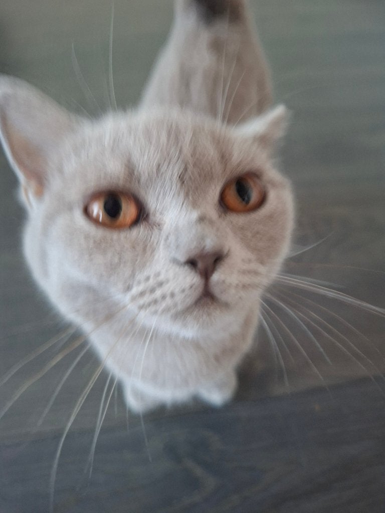 Britse Korthaar kitten, Poes, Ontwormd, 0 tot 2 jaar